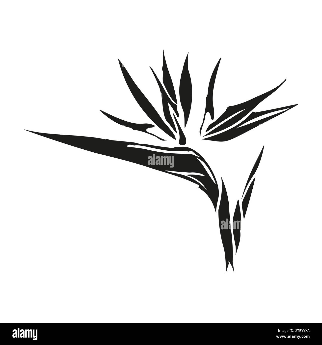 Oiseau de paradis fleur tête tropicale strelitzia avec feuilles silhouette pour la conception de carte ou invitation, scrapbook. Illustration dessinée à la main de vecteur, est Illustration de Vecteur Oiseau de paradis fleur tête tropicale strelitzia avec feuilles silhouette pour la conception de carte ou invitation, scrapbook. Illustration dessinée à la main de vecteur, est Illustration de Vecteur
