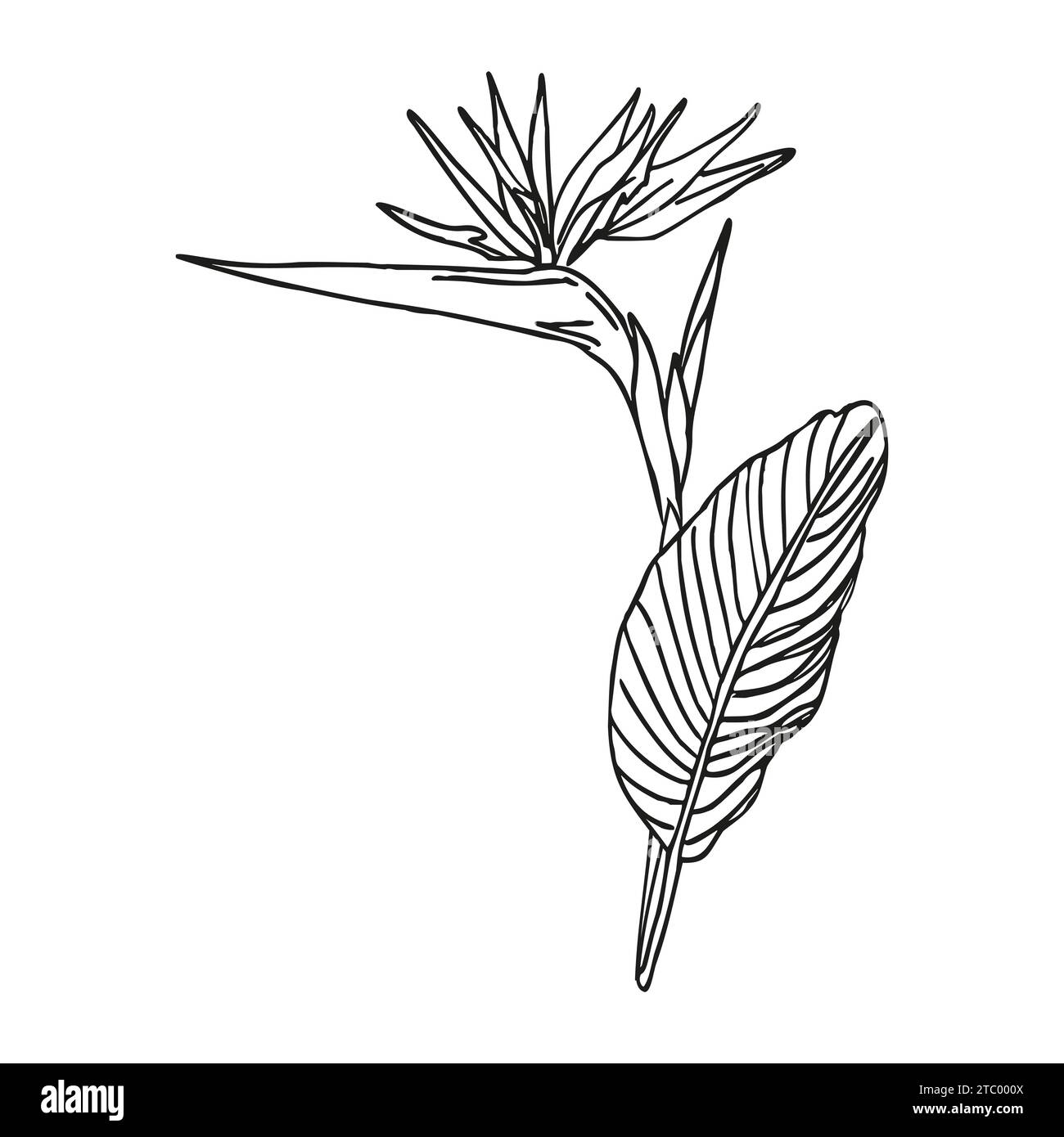 Oiseau de paradis fleur tropicale strelitzia avec des feuilles art de ligne pour la conception de carte ou invitation, scrapbook. Illustration dessinée à la main de vecteur, isoler o Illustration de Vecteur Oiseau de paradis fleur tropicale strelitzia avec des feuilles art de ligne pour la conception de carte ou invitation, scrapbook. Illustration dessinée à la main de vecteur, isoler o Illustration de Vecteur