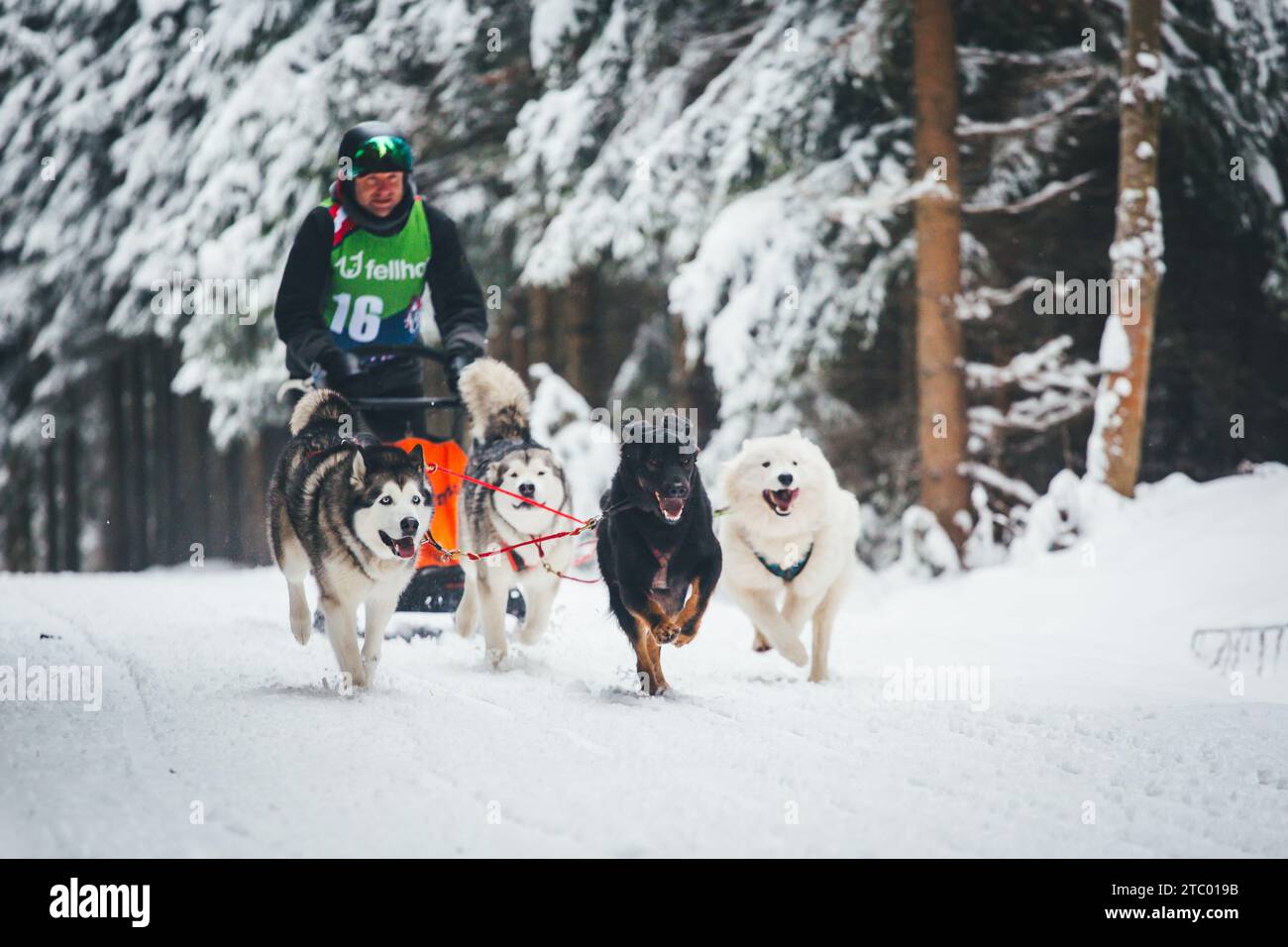 Courses de chiens de traîneau. Ottenschlag, Waldviertel, Autriche Banque D'Images