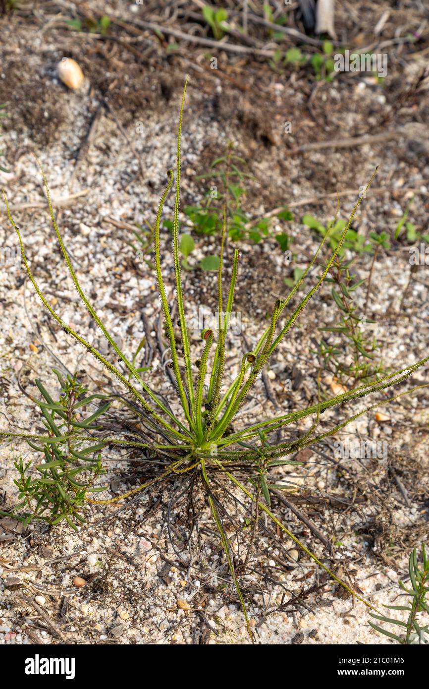 Drosophyllum lusitanicum, une plante carnivore, vue dans un habitat naturel au sud de Lisbonne, Portugal Banque D'Images