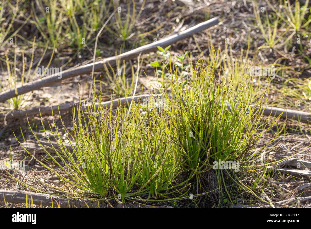 Drosophyllum lusitanicum, une plante carnivore, vue dans un habitat naturel au sud de Lisbonne, Portugal Banque D'Images