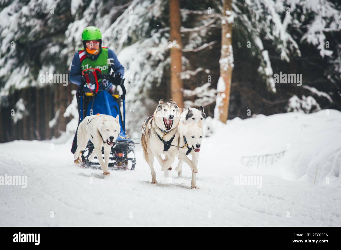 Courses de chiens de traîneau avec Huskies. Ottenschlag, Waldviertel, Autriche Banque D'Images