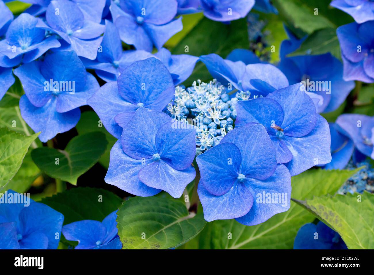 Blue Lace Cap Hydrangea, gros plan se concentrant sur une seule tête de fleur de l'arbuste montrant les grandes fleurs extérieures bleues et les fleurs intérieures plus petites. Banque D'Images
