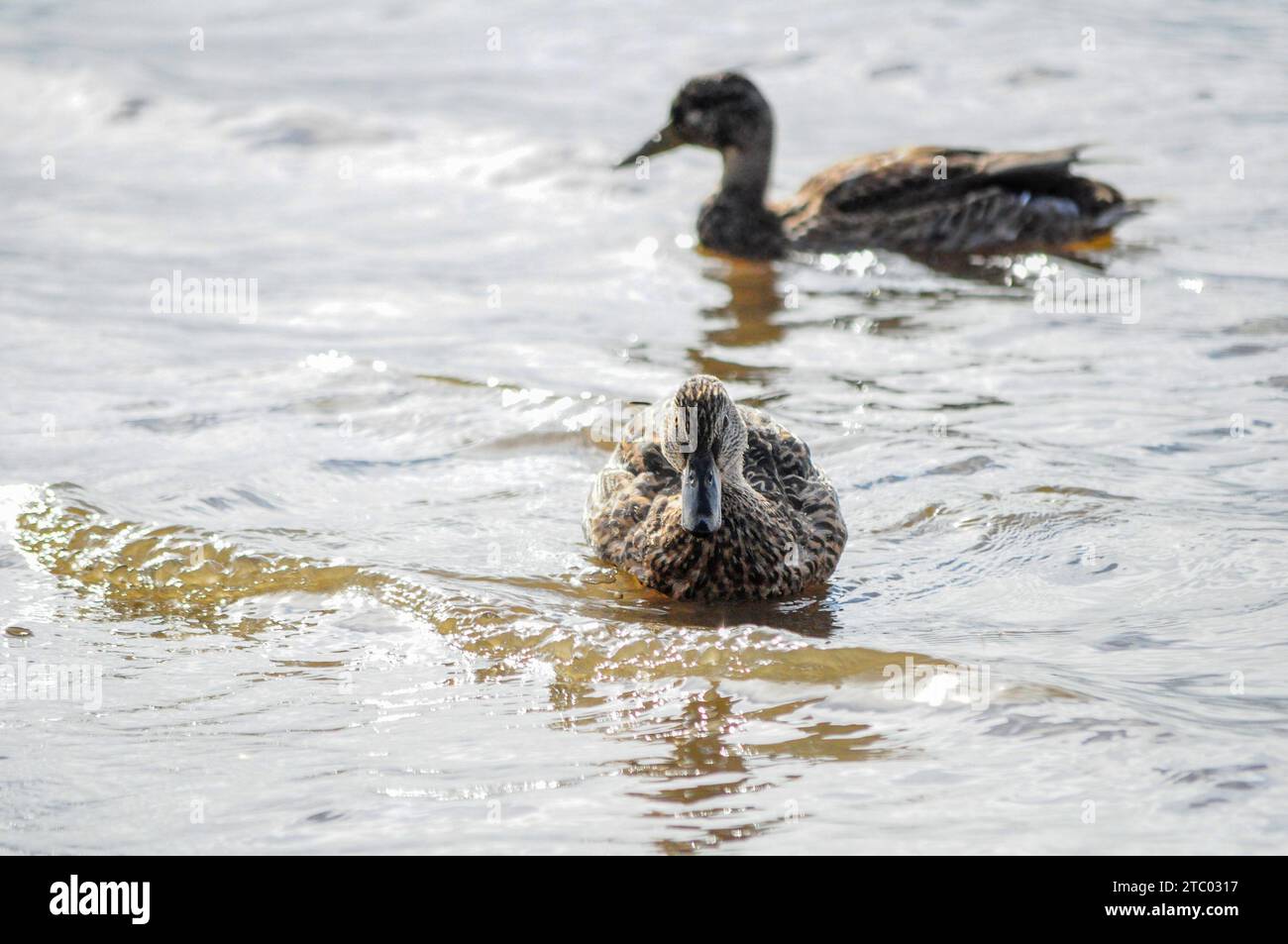Deux canards nagent dans l'étang. Arkhangelsk. Russie Banque D'Images