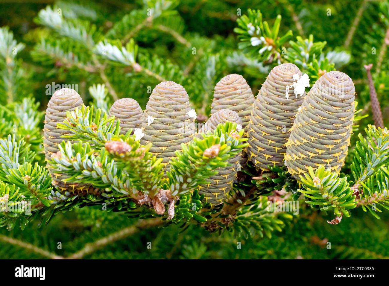 Gros plan d'un groupe de cônes de sapin, peut-être une variété de sapin coréen (abies koreana), certainement une espèce d'abies. Banque D'Images
