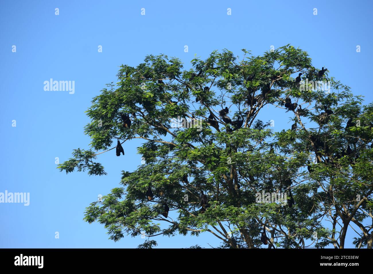 Les chauves-souris et les colibris nichent sur la cime des arbres à Tanguar Haor. Bangladesh Banque D'Images