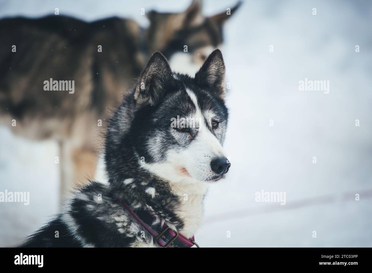 Husky sibérien sur le bûcher Banque D'Images