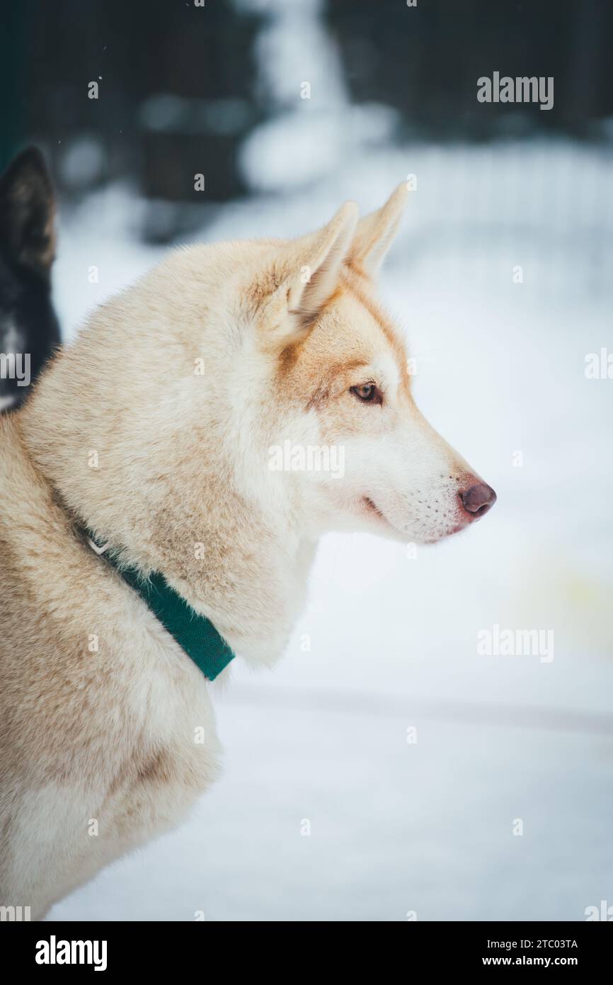 Husky sibérien sur le bûcher Banque D'Images
