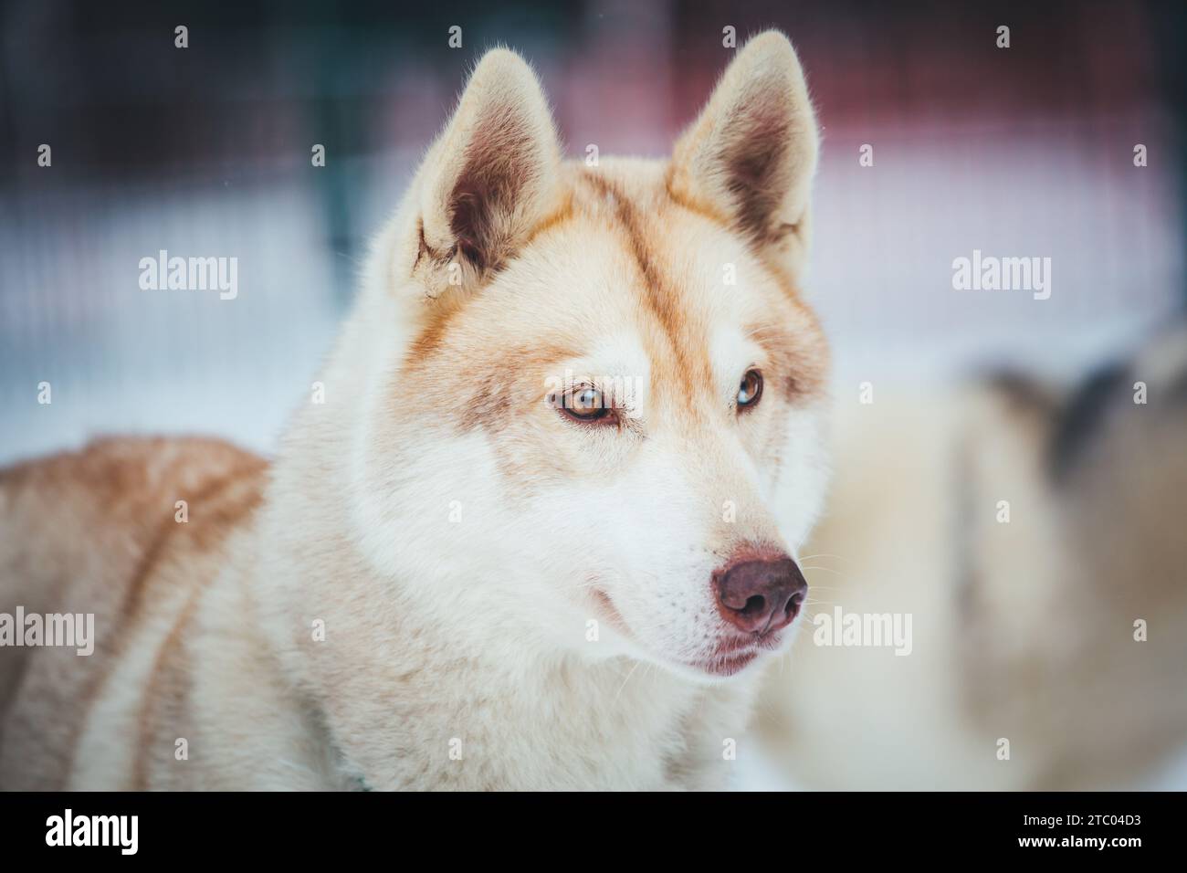 Husky sibérien sur le bûcher Banque D'Images