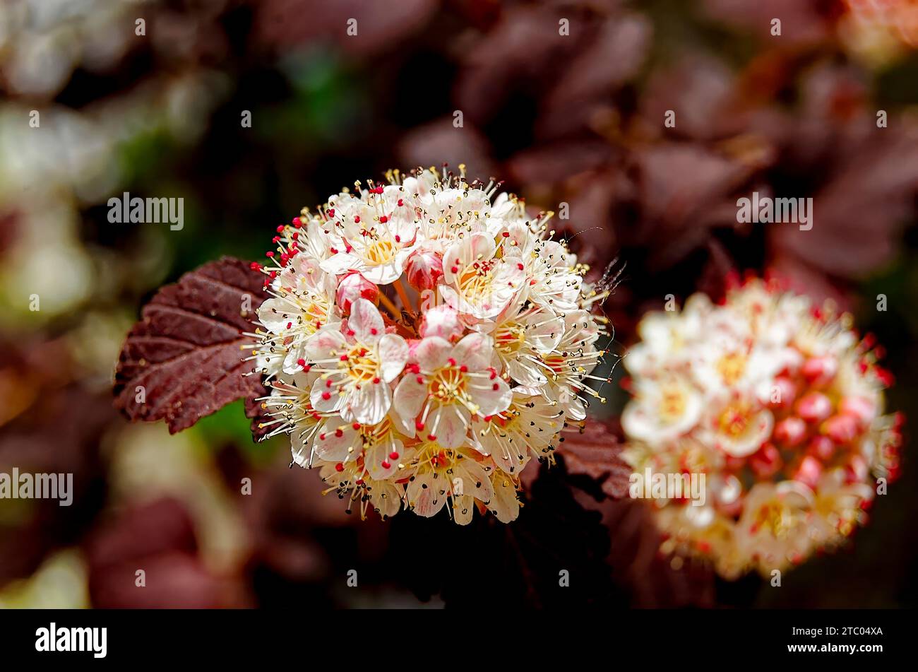 Gros plan des fleurs rouges et blanches d'une écorce de naine commune (Physocarpus opulifolius). Banque D'Images