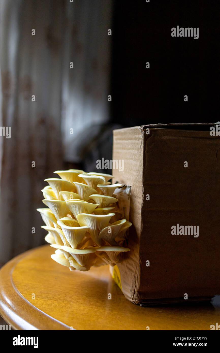 Jaune, champignon d'huître dorée, culture à domicile. Espace de copie Banque D'Images