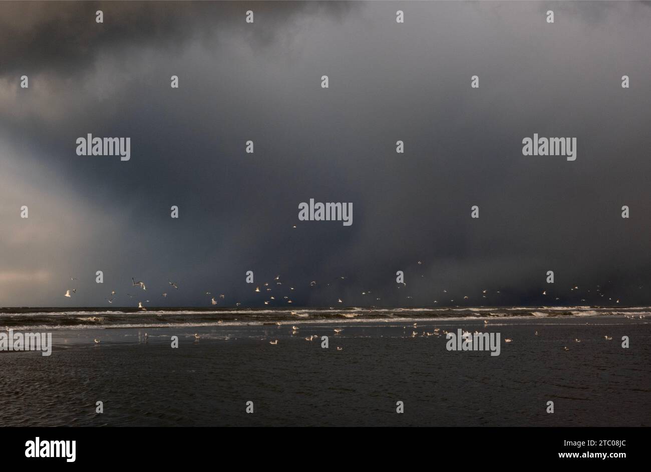 Mouettes sur la plage et dans les vagues sous un ciel sombre et menaçant, oiseaux blancs contrastant avec des nuages sombres Banque D'Images