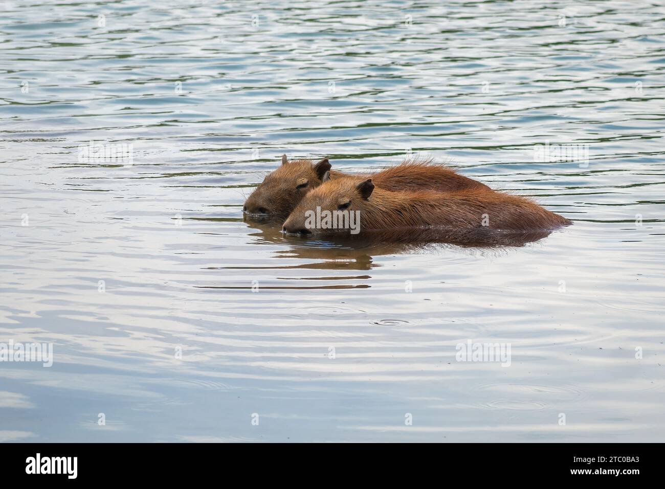 Paire de capybaras (Hydrochoerus hydrochaeris) nageant - plus grand rongeur du monde Banque D'Images