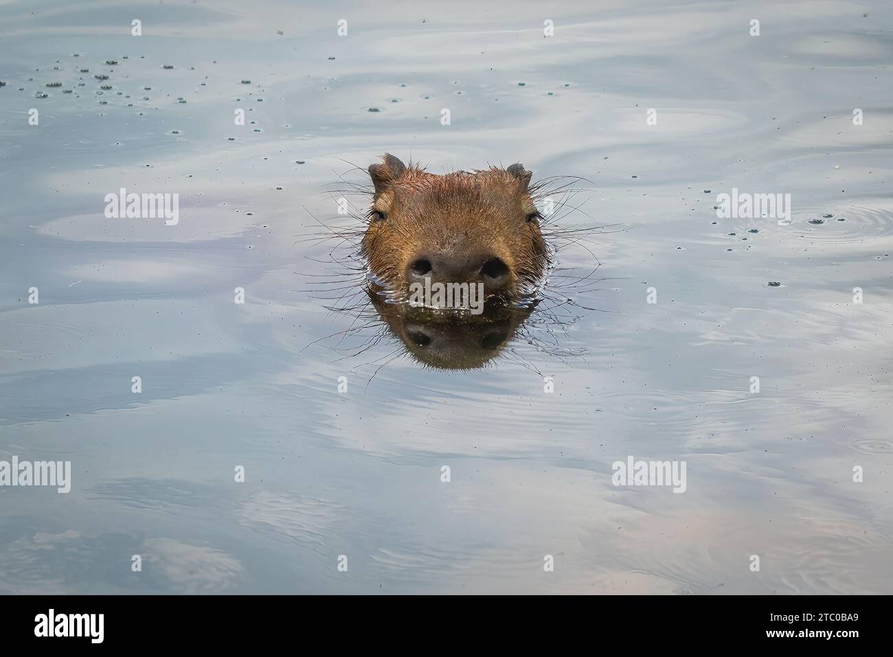Capybara (Hydrochoerus hydrochaeris) nageant avec la tête au-dessus de l'eau - plus grand rongeur du monde Banque D'Images