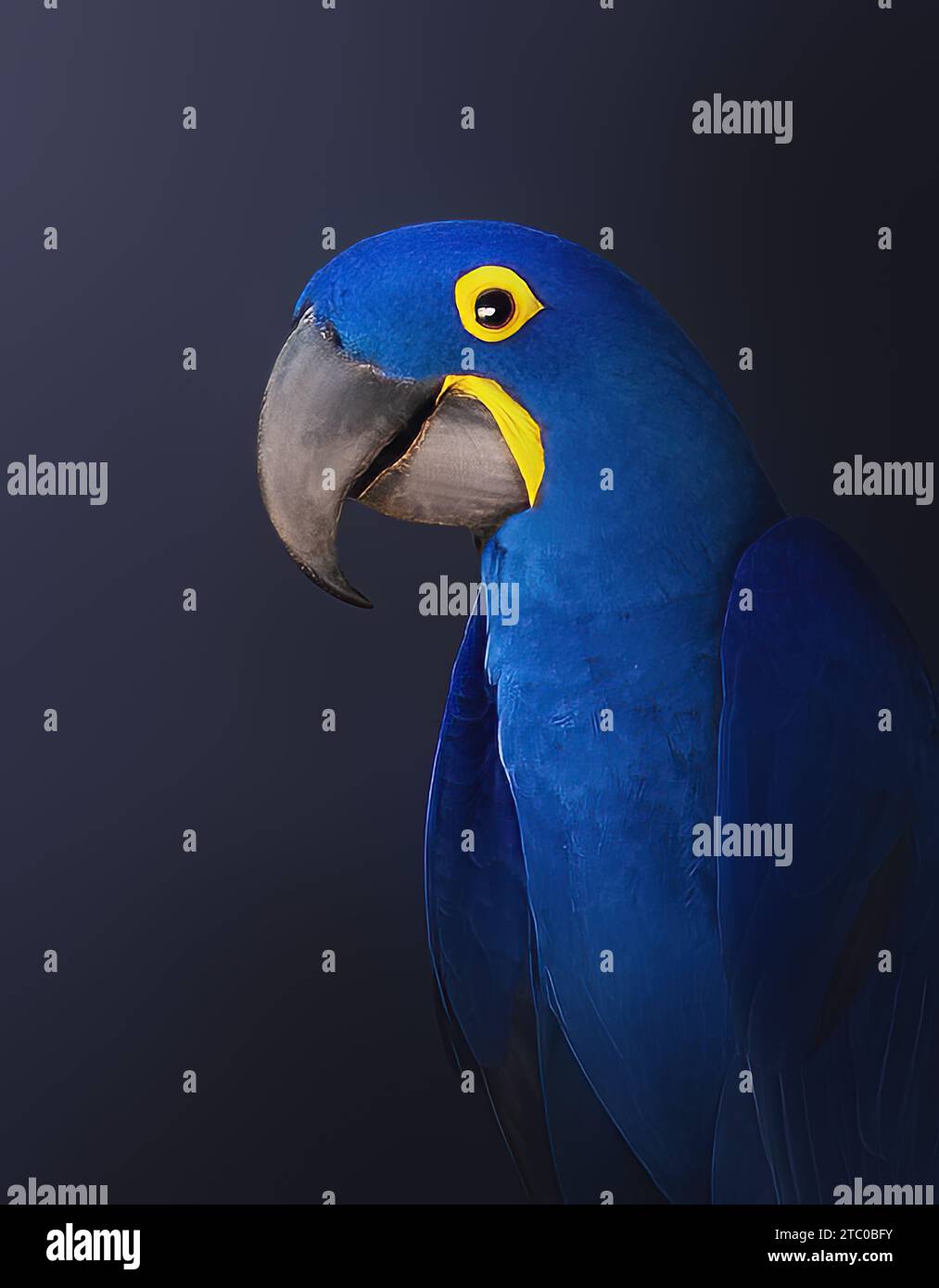 Macaw jacinthe (Anodorhynchus hyacinthinus) - Macaw bleu Banque D'Images