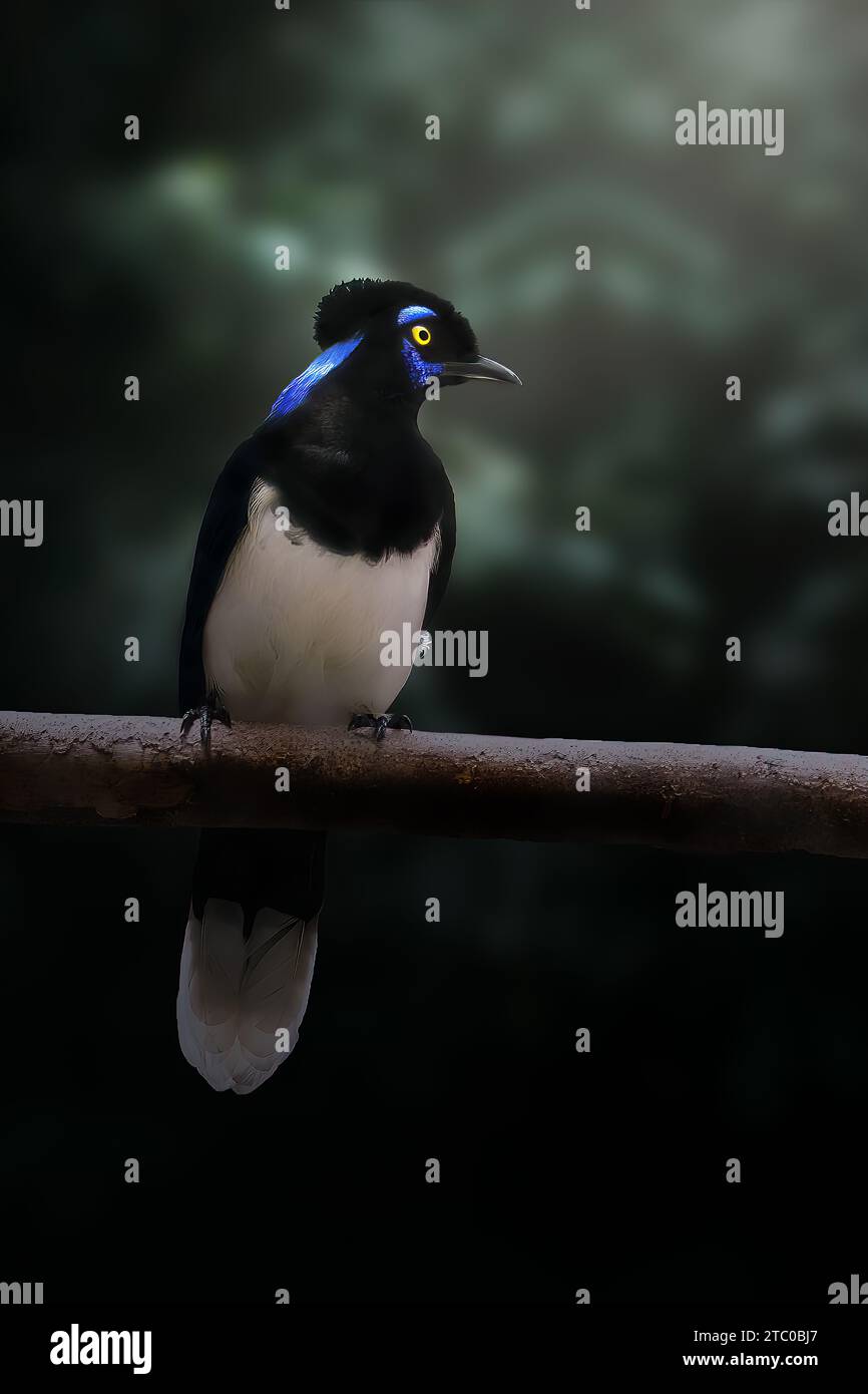 Oiseau geai à crête en peluche (Cyanocorax chrysops) Banque D'Images