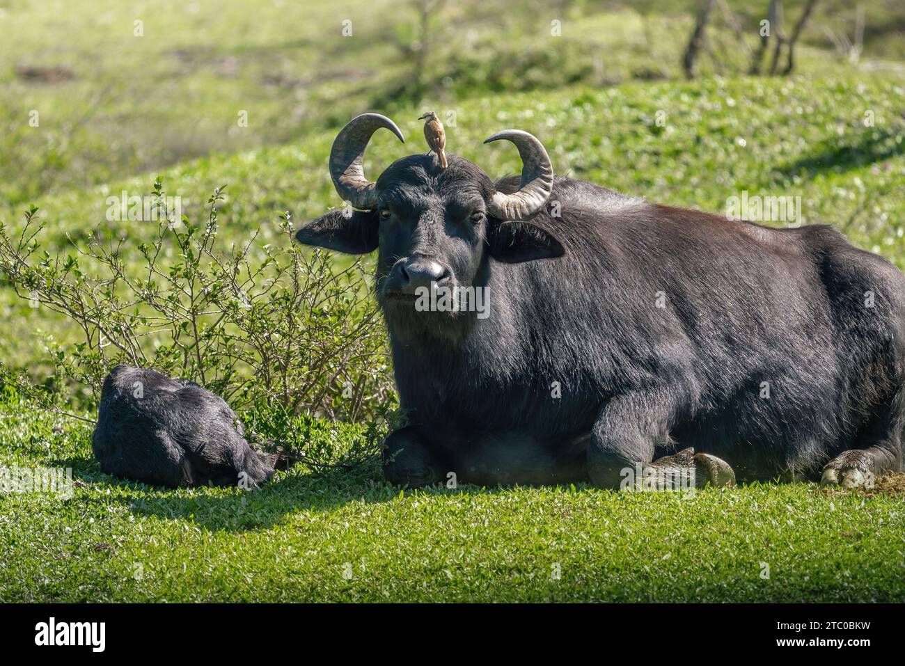 Buffalo méditerranéen italien avec un oiseau sur la tête - Buffalo d'eau (Bubalus bubalis) Banque D'Images