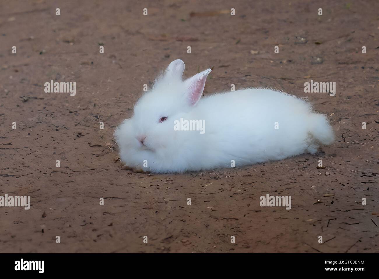 Fluffy White Lionhead Rabbit - race de lapin domestique Banque D'Images