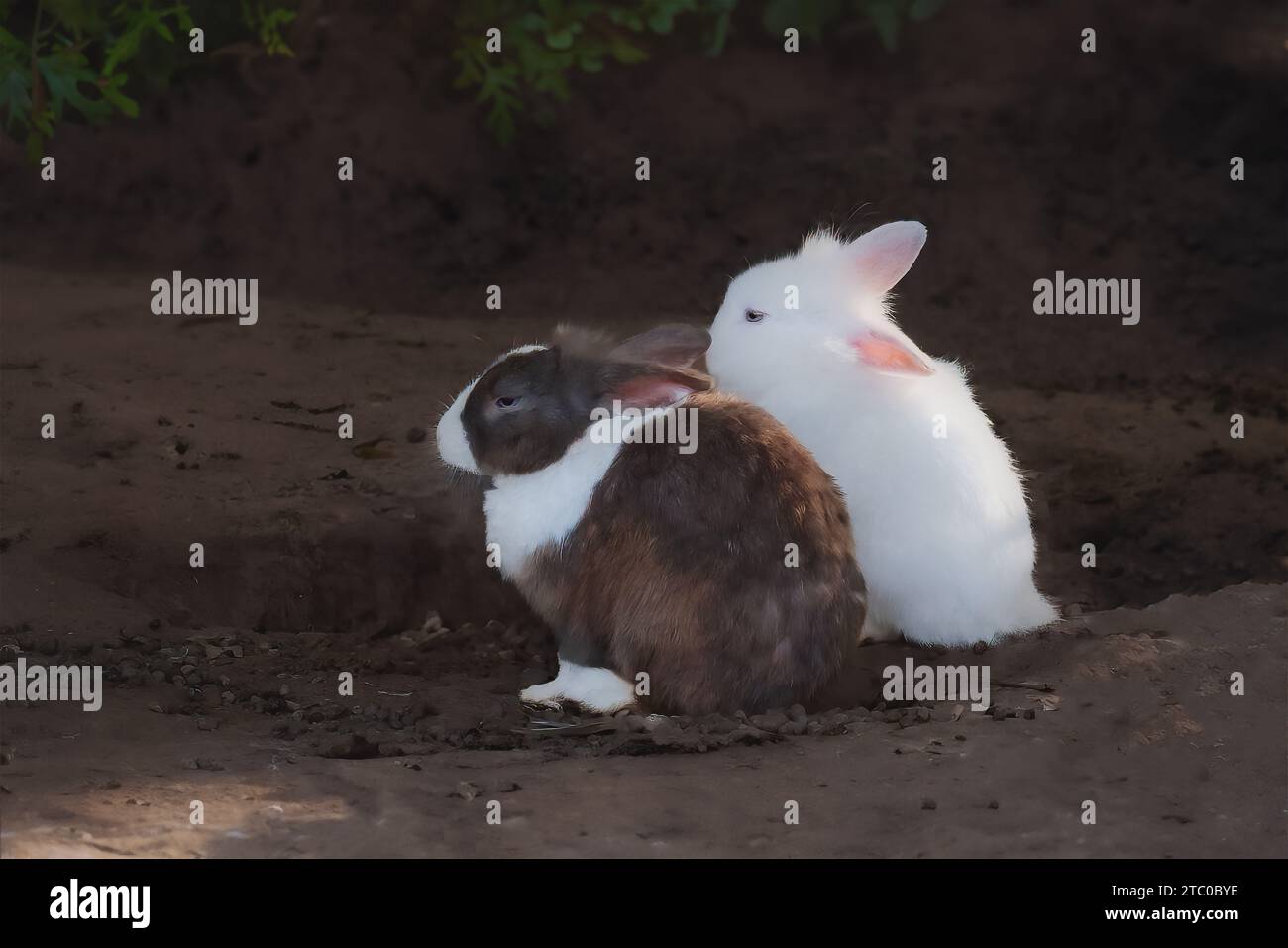 Paire de lapins Lionhead - race de lapin domestique Banque D'Images