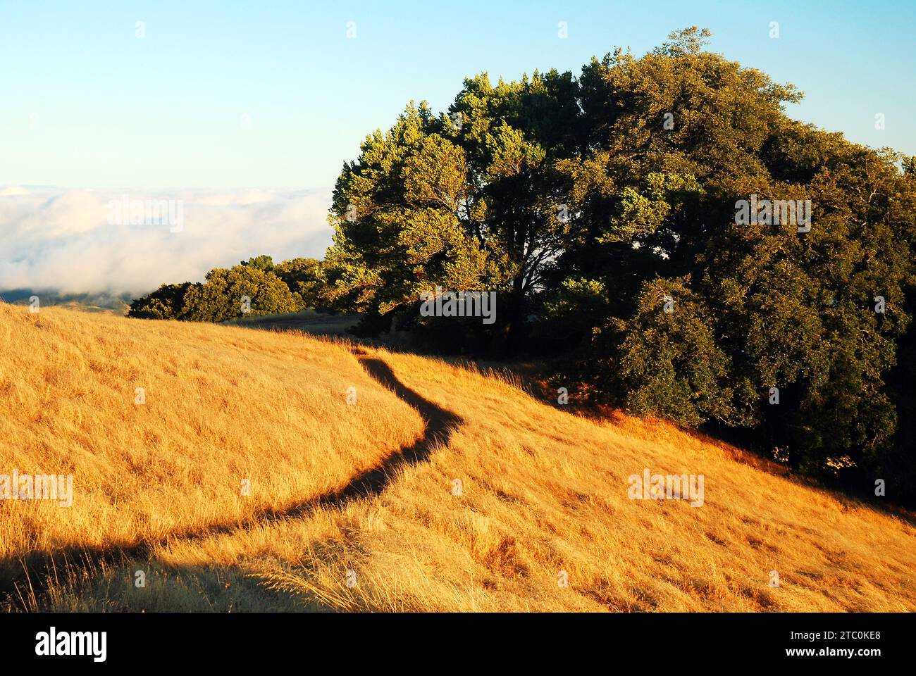 Un chemin traverse la prairie le long d'une colline dans le parc national de Mt Tamalpais dans la région de la baie de San Francisco Banque D'Images