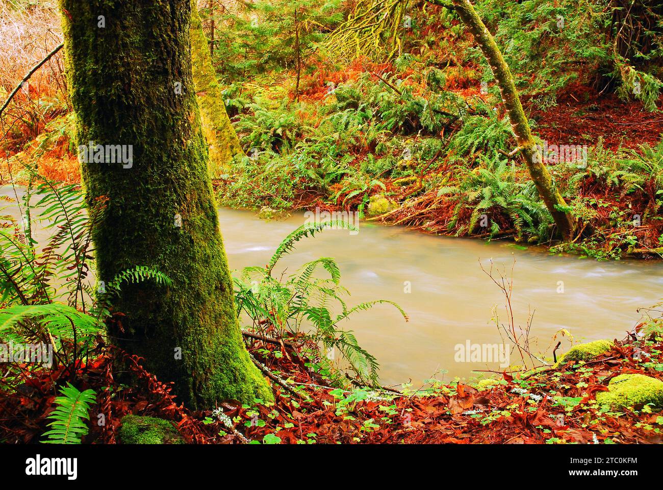 Un ruisseau traverse une forêt pluvieuse dans le Muir Woods National Monument dans le comté de Marin près de San Francisco Banque D'Images