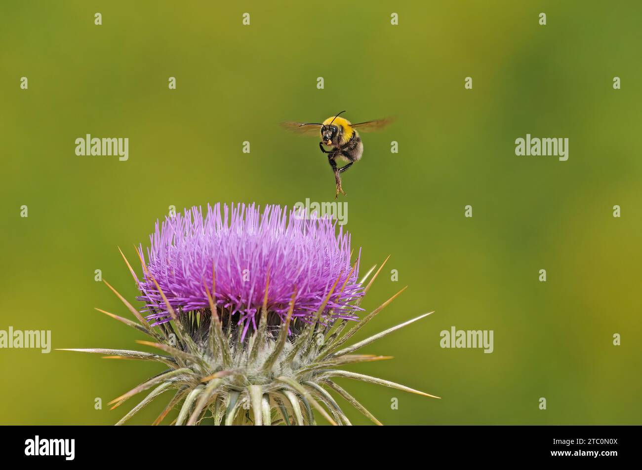 Bourdon européen en peigne commun (Bombus pascuorum) se préparant à atterrir sur une fleur d'épine de couleur violette. Banque D'Images