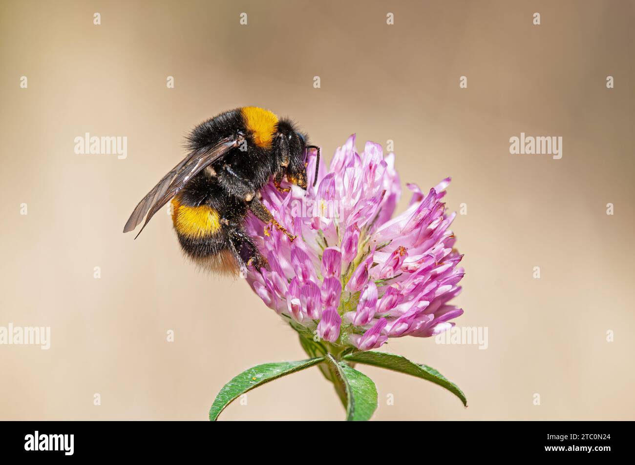 Bumble de carder commun européen (Bombus pascuorum) se nourrissant d'une fleur de trèfle rose Banque D'Images