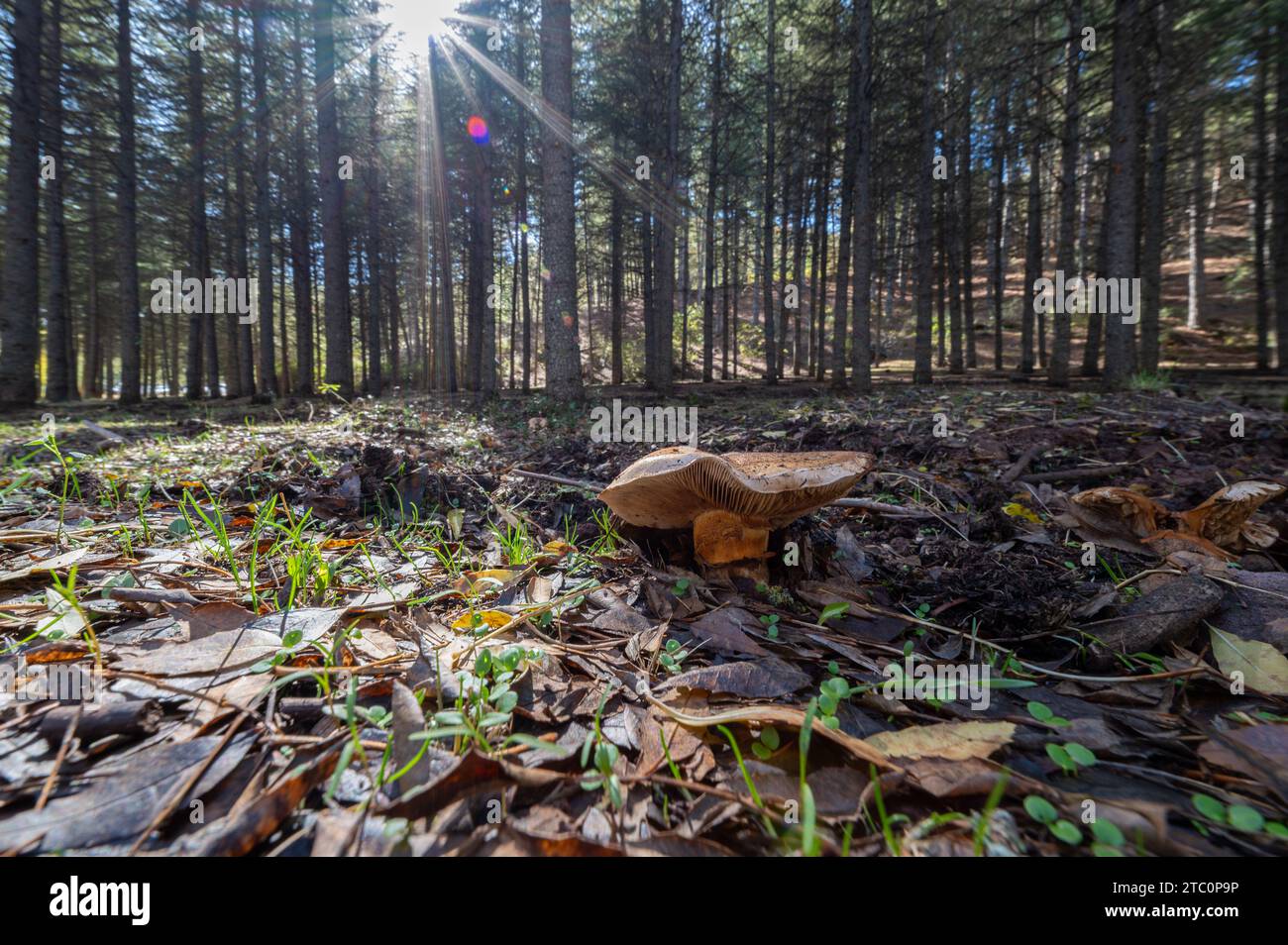 Vue grand angle basse d'un champignon dans la forêt par un matin lumineux d'automne en Andalousie Banque D'Images
