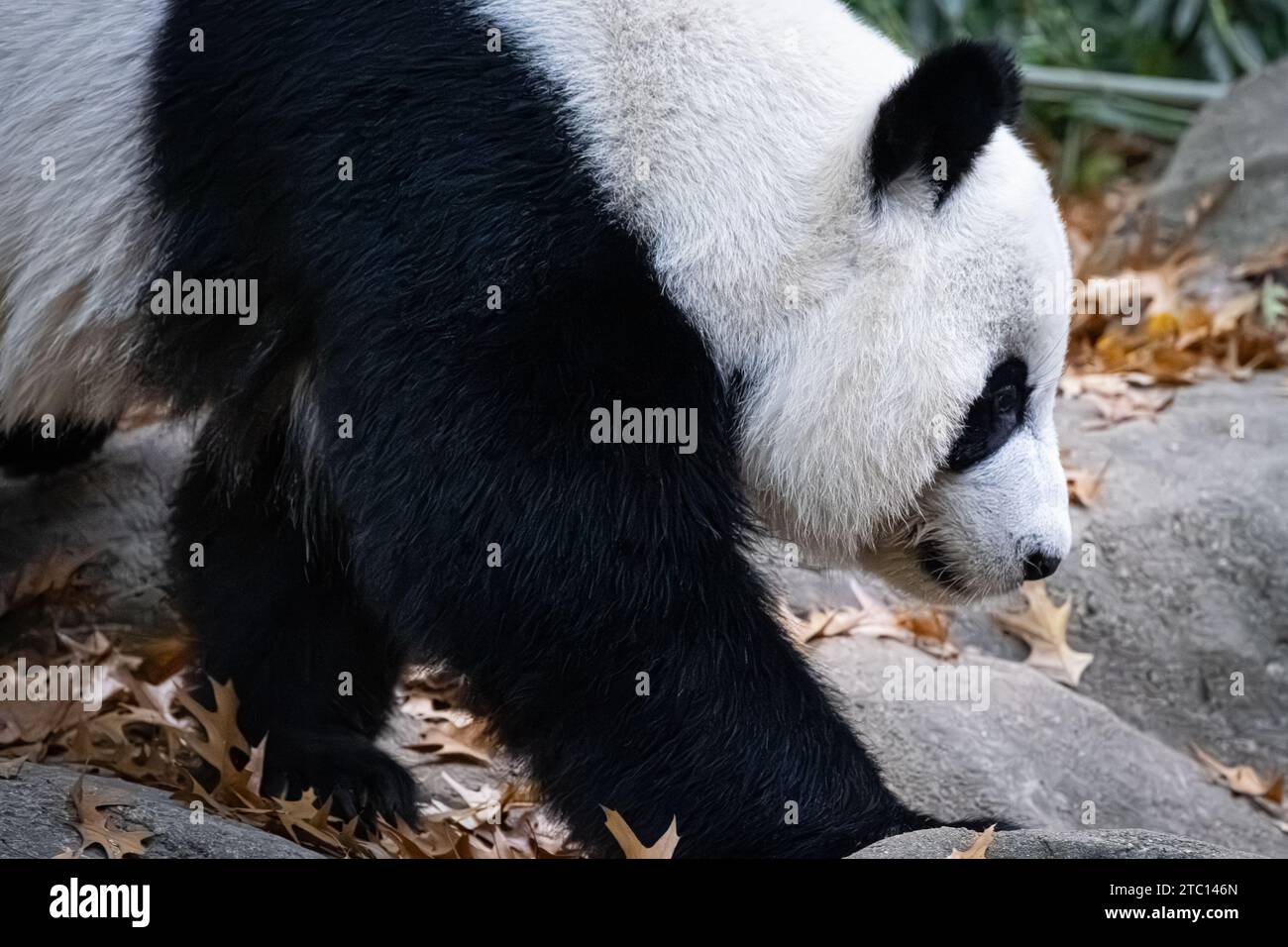 Panda géant (Ailuropoda melanoleuca) au Zoo Atlanta à Atlanta, Géorgie. (ÉTATS-UNIS) Banque D'Images