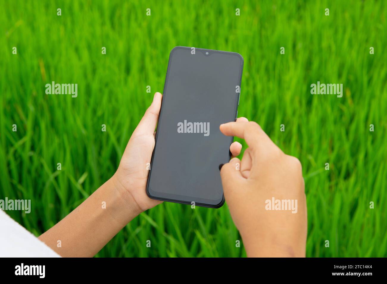 Homme tenant le smartphone montrant l'écran blanc noir à Ricefield Banque D'Images