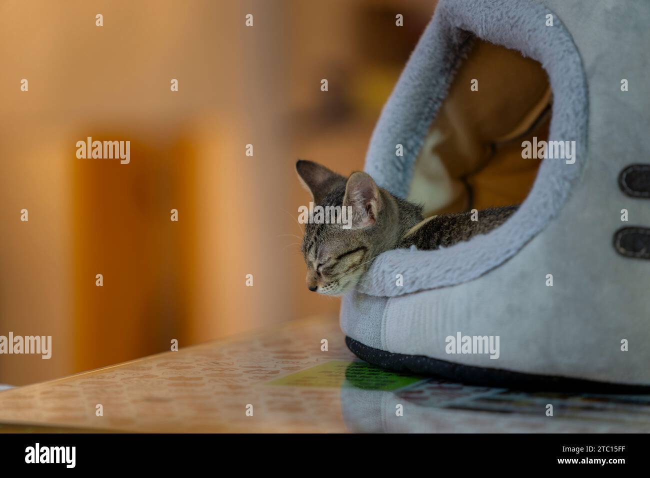 Chaton dort dans le panier Banque de photographies et d’images à haute