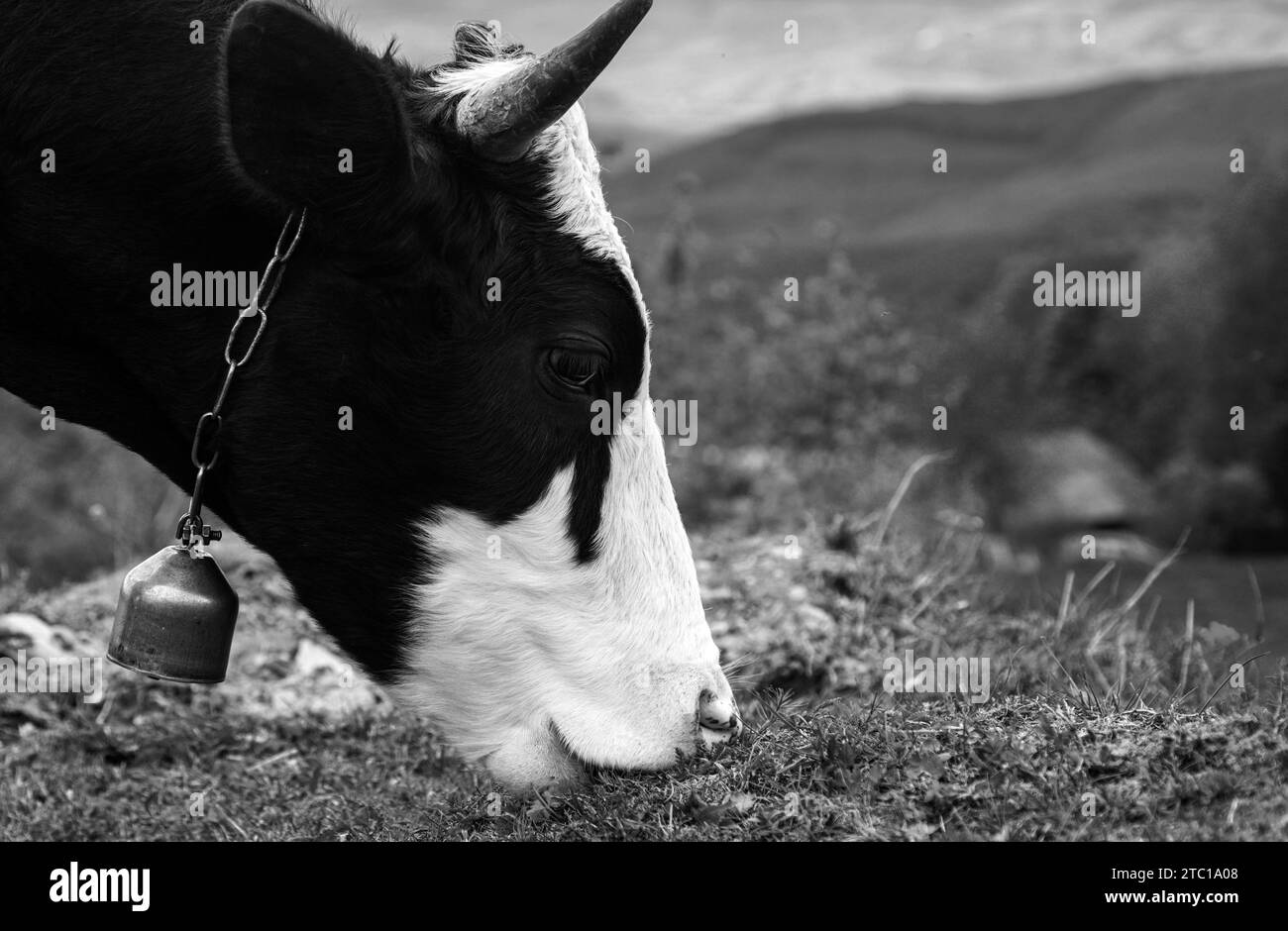 Vache mangeant de l'herbe. Vaches sur une nature. Banque D'Images