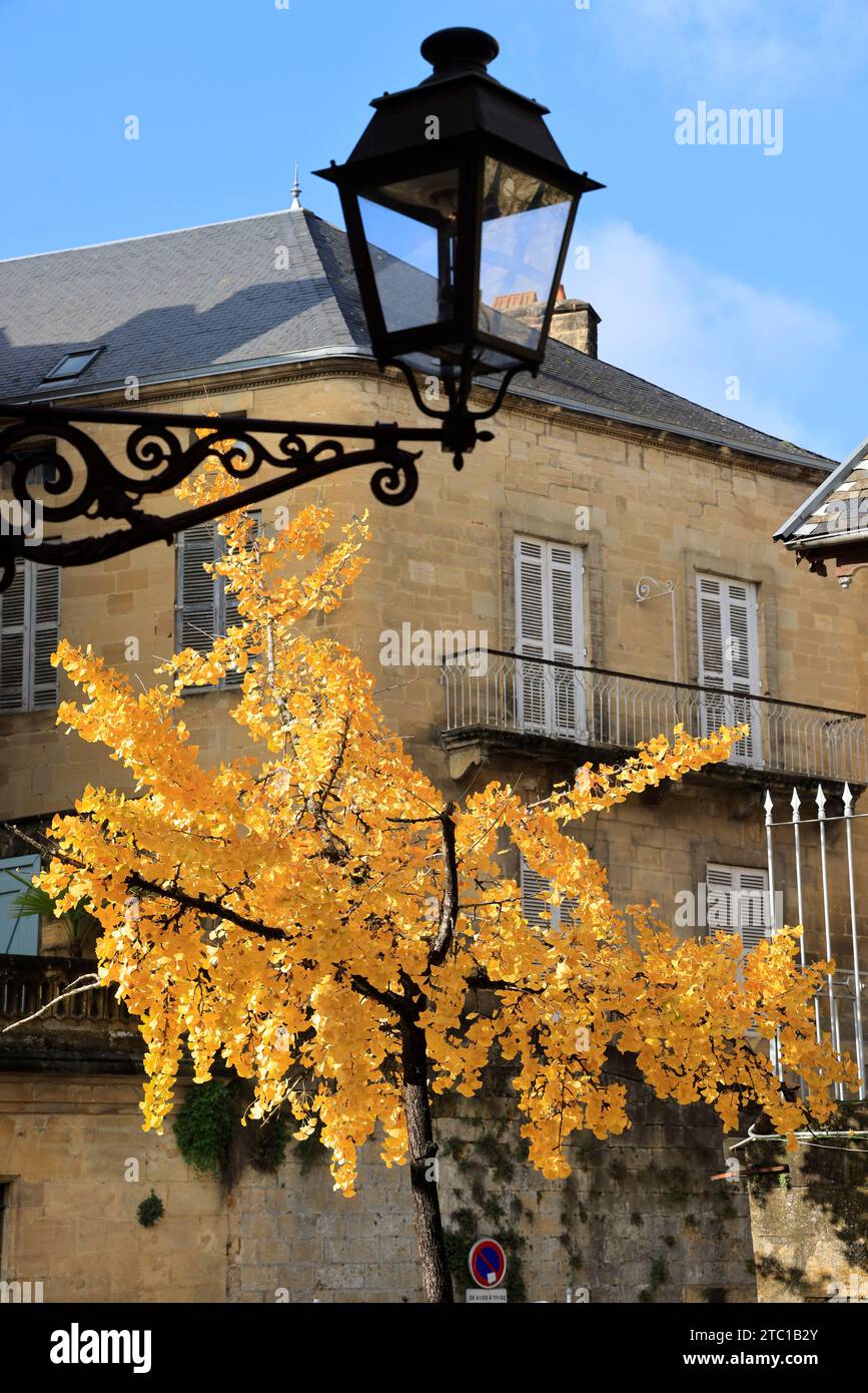 Un arbre Ginkgo biloba à la couleur automnale dans la rue principale de Sarlat, capitale du Périgord Noir. Ginkgo biloba est une espèce d'arbre qui peut vivre un Banque D'Images
