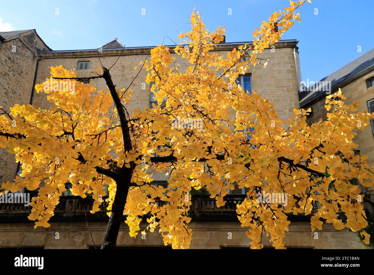 Un arbre Ginkgo biloba à la couleur automnale dans la rue principale de Sarlat, capitale du Périgord Noir. Ginkgo biloba est une espèce d'arbre qui peut vivre un Banque D'Images