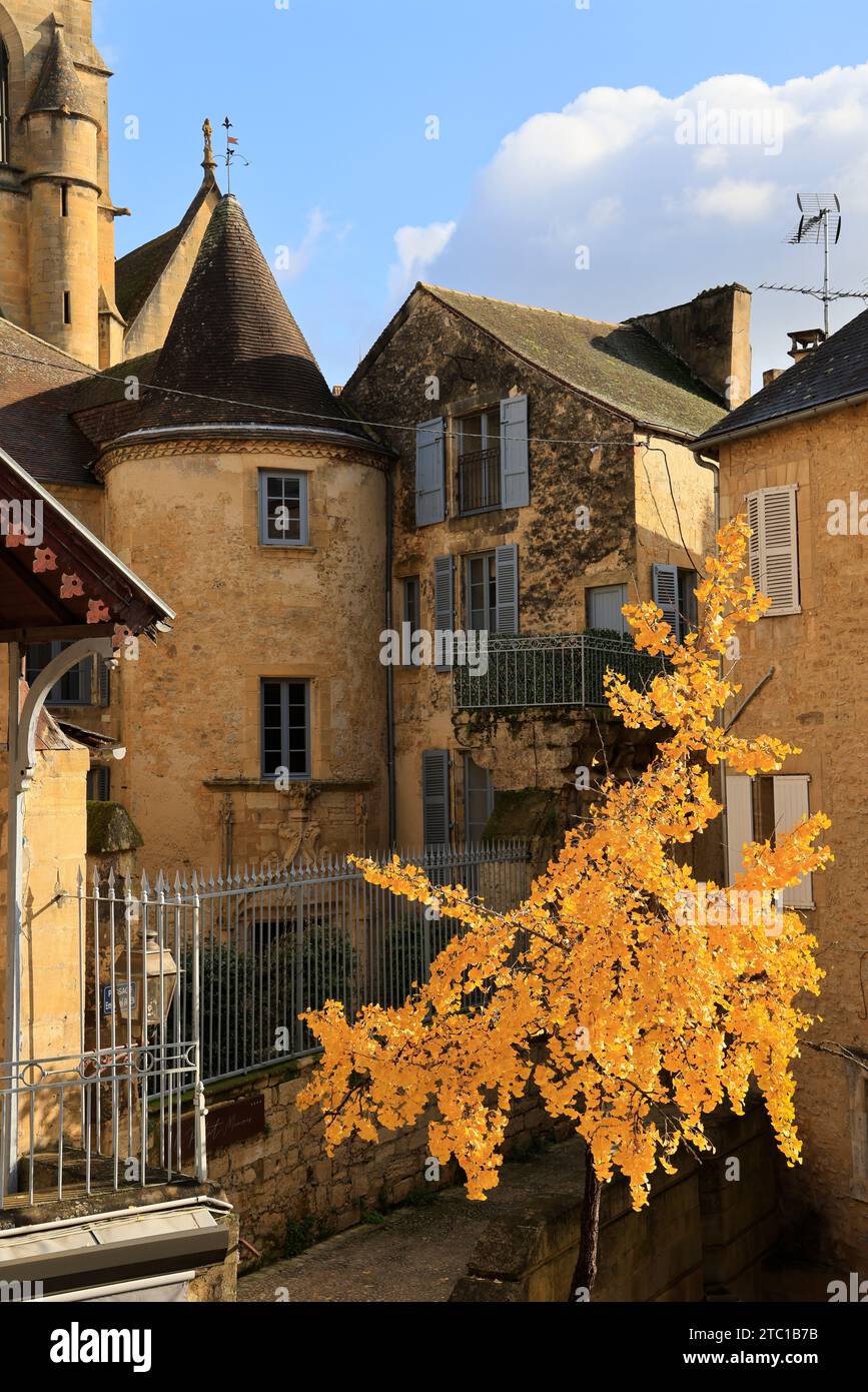 Un arbre Ginkgo biloba à la couleur automnale dans la rue principale de Sarlat, capitale du Périgord Noir. Ginkgo biloba est une espèce d'arbre qui peut vivre un Banque D'Images