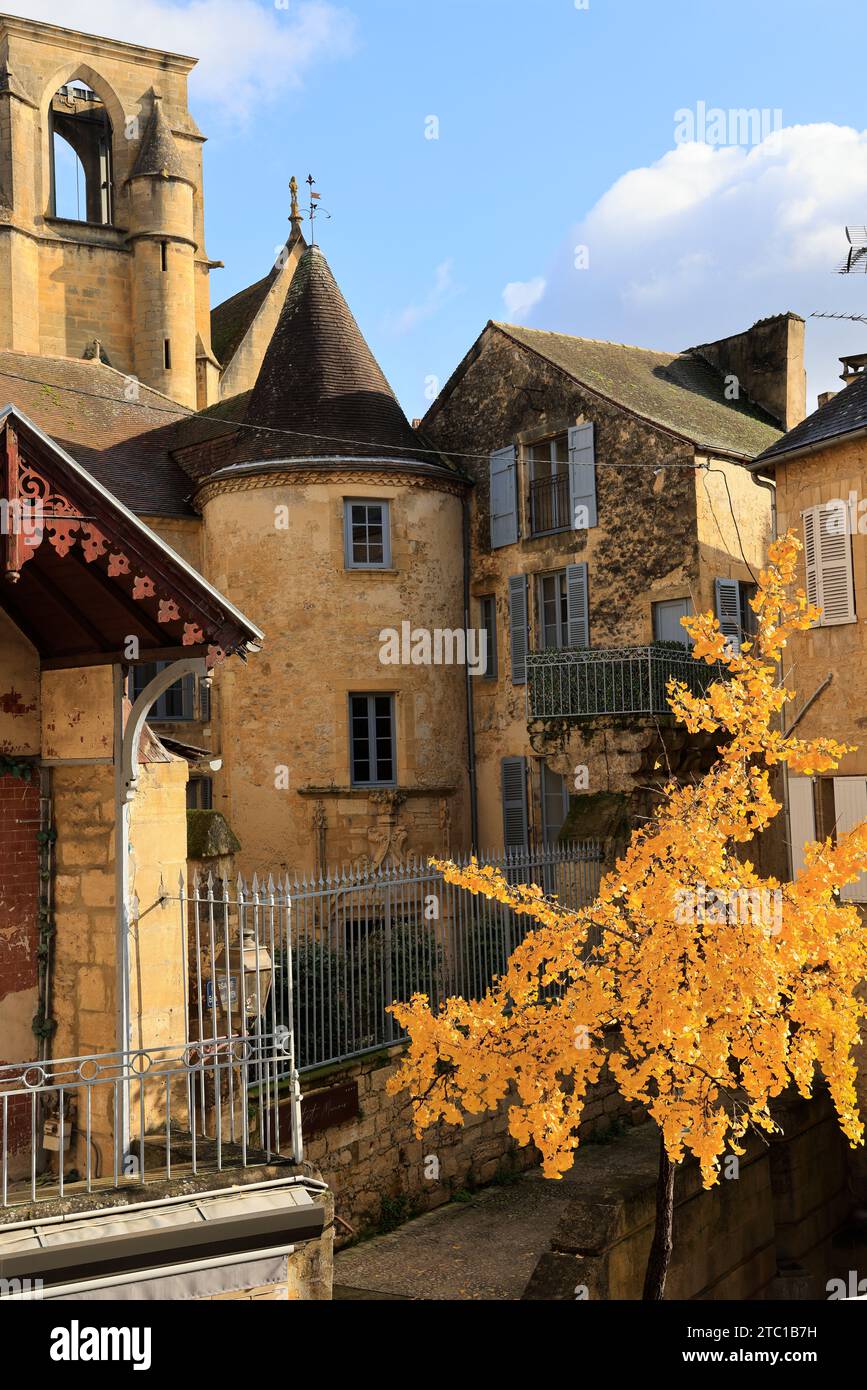Un arbre Ginkgo biloba à la couleur automnale dans la rue principale de Sarlat, capitale du Périgord Noir. Ginkgo biloba est une espèce d'arbre qui peut vivre un Banque D'Images