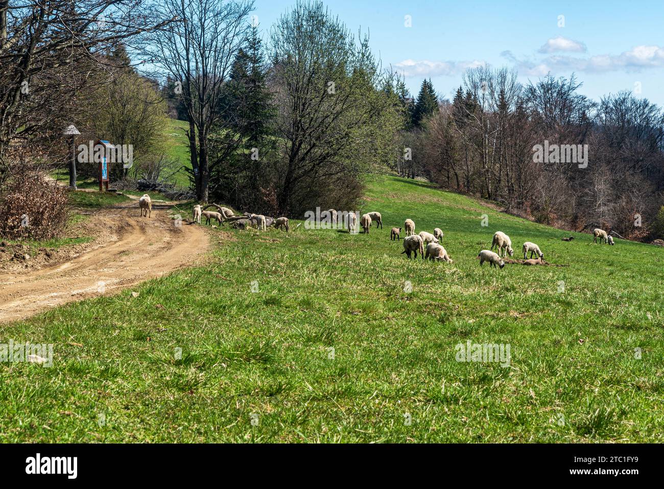 Montagnes Javorniky en Slovaquie avec prairie, arbres, sentier et moutons au printemps Banque D'Images