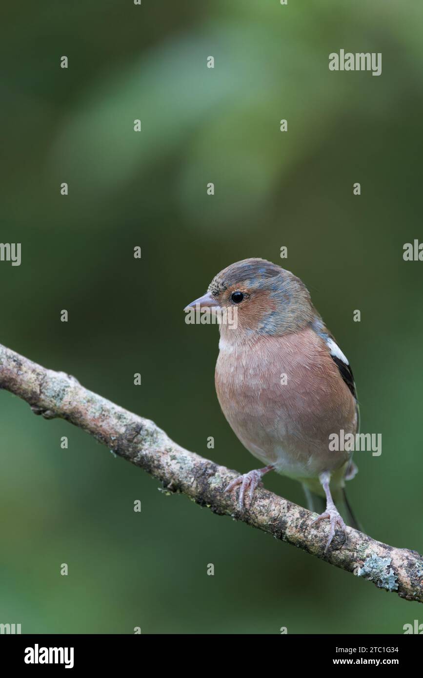 Chaffinch eurasien [ Fringilla coelebs ] oiseau mâle sur un bâton Banque D'Images