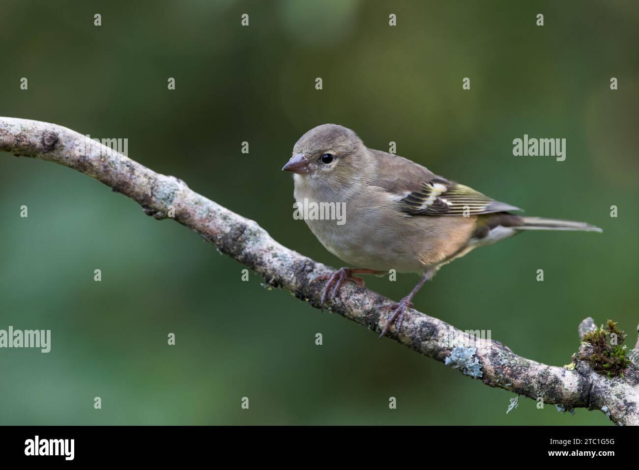 Chaffinch eurasien [ Fringilla coelebs ] oiseau femelle sur un bâton avec des reflets bokeh hors de mise au point en arrière-plan Banque D'Images