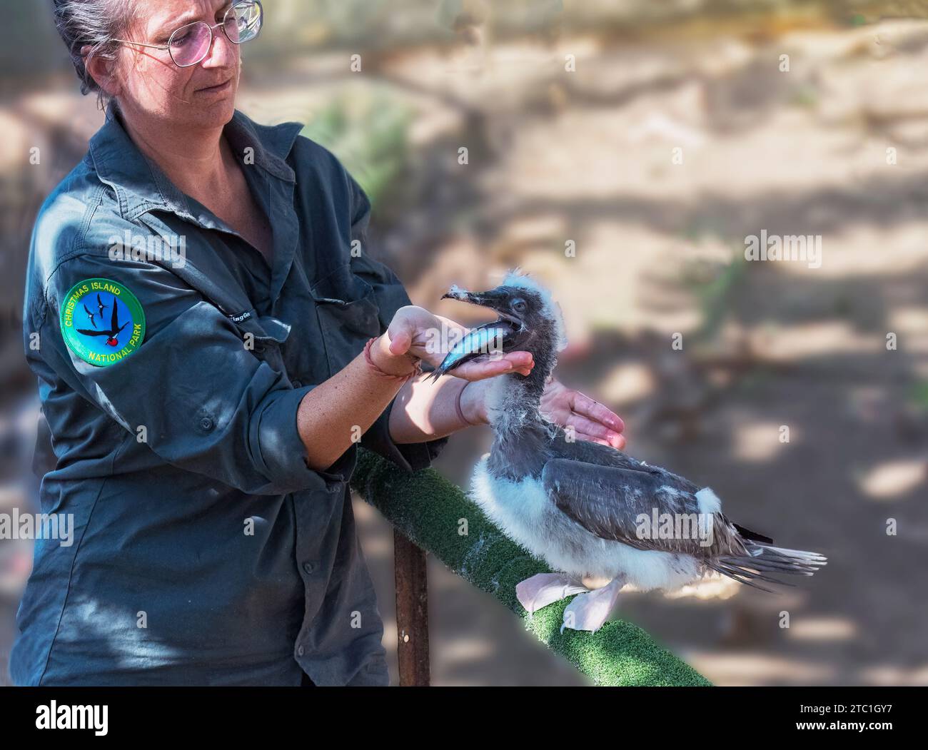 Un Ranger nourrissant un Booby à pieds rouges (Sula Sula rubripes) sauvé avec un pilchard, centre de réhabilitation du parc national, île Christmas, Australie Banque D'Images