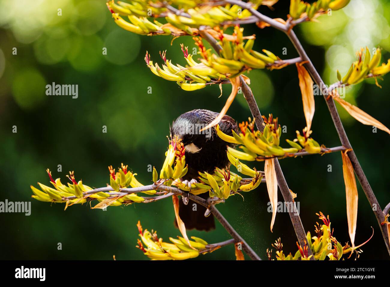 Un Tui, passereau endémique de Nouvelle-Zélande, se nourrissant de nectar de lin. La fleur étamine déposant du pollen orange sur sa tête. Région de Tasman, Banque D'Images