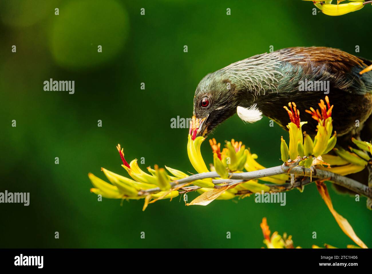 Un Tui, passereau endémique de Nouvelle-Zélande, se nourrissant de nectar de lin. La fleur étamine déposant du pollen orange sur sa tête. Région de Tasman Banque D'Images