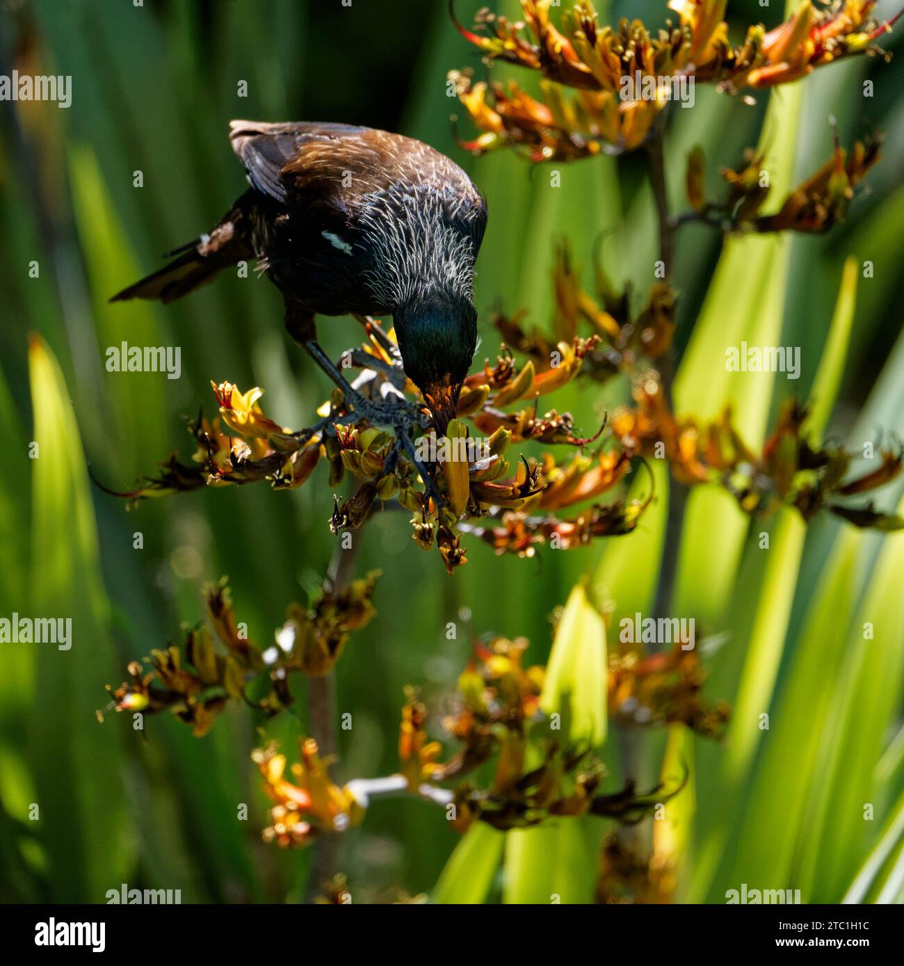 Un Tui, passereau endémique de Nouvelle-Zélande, se nourrissant de nectar de lin. La fleur étamine déposant du pollen orange sur sa tête. Région de Tasman, Banque D'Images