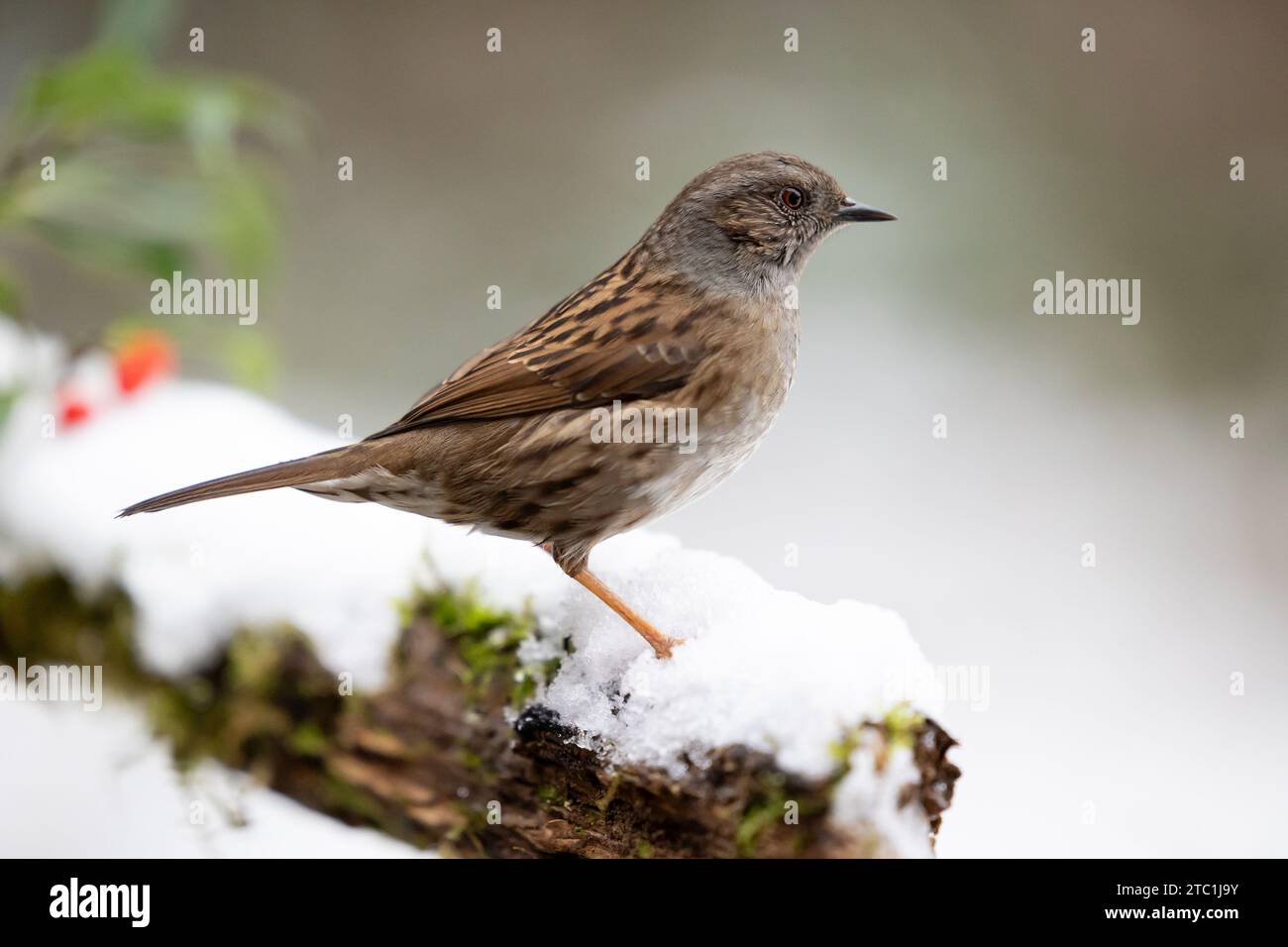 Dunnock (prunella modularis) sur une bûche enneigée en décembre, fond vert sourd. Yorkshire, Royaume-Uni en hiver Banque D'Images