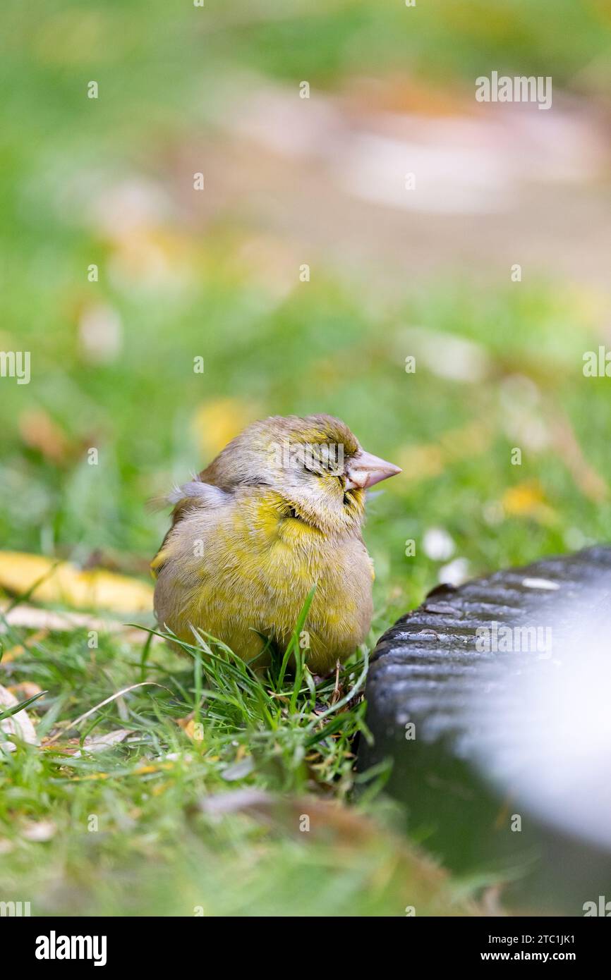 Oiseau malade ou blessé. Avec un mauvais œil. Vert mâle (Chloris chloris). A la base d'une mangeoire à oiseaux de jardin. Novembre, Royaume-Uni Banque D'Images
