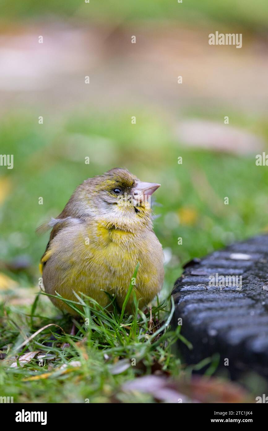 Oiseau malade ou blessé. Avec un mauvais œil. Vert mâle (Chloris chloris). A la base d'une mangeoire à oiseaux de jardin. Novembre, Royaume-Uni Banque D'Images