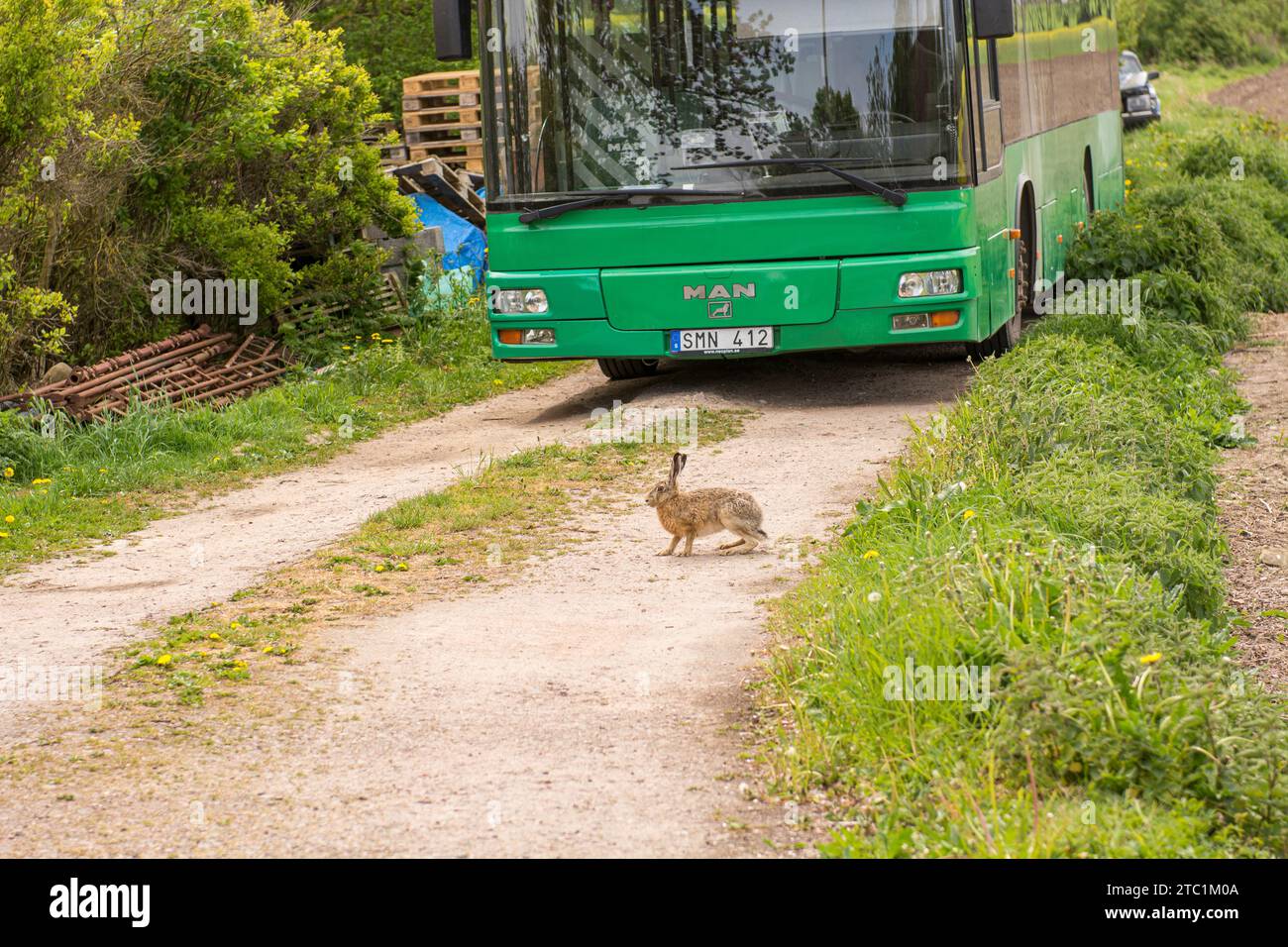 Lièvre d'Europe (Lepus europaeus) devant un bus sur l'île de Ven en Suède Banque D'Images