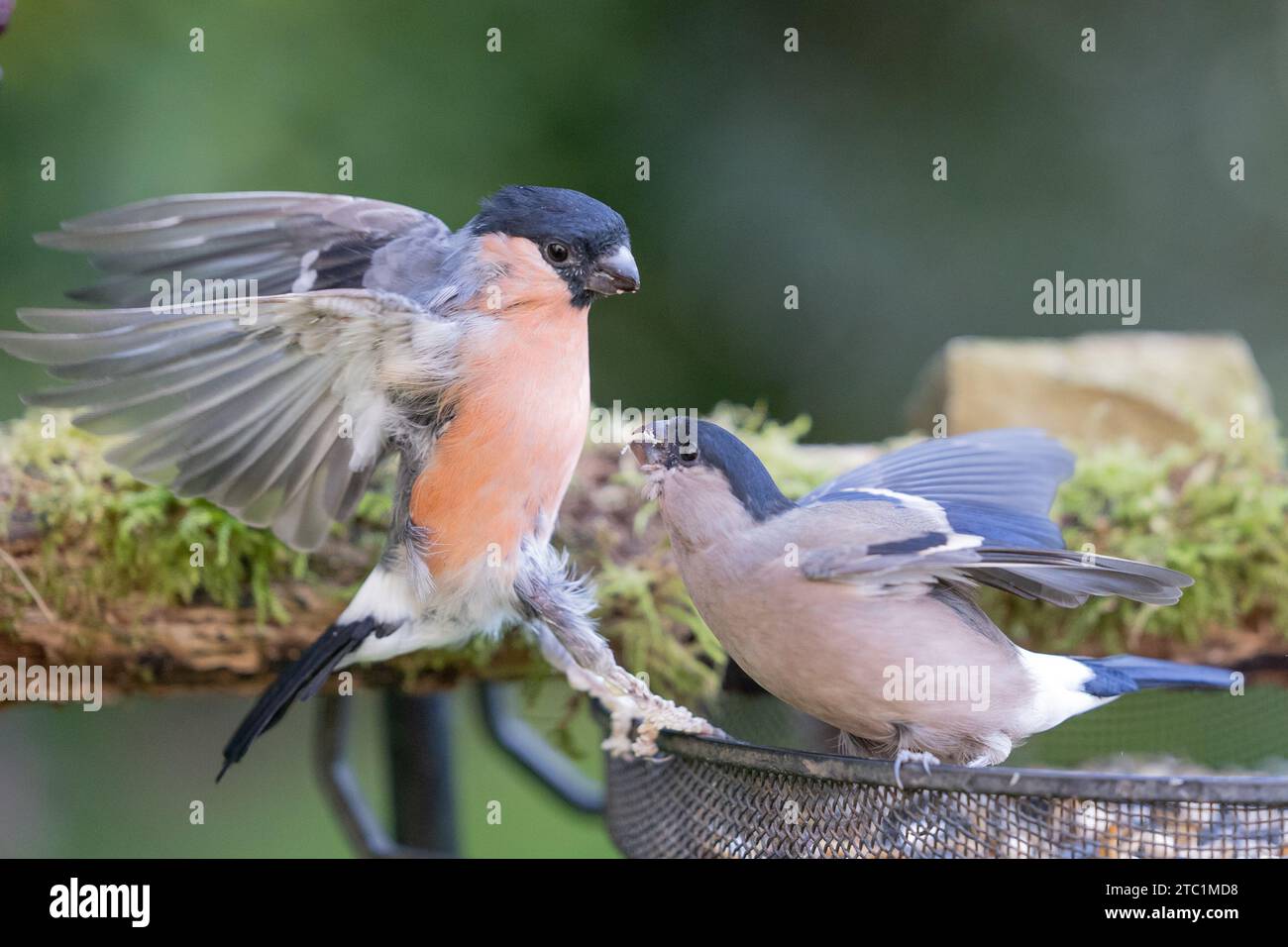 Paire de bullfinch mâle et femelle. Bullfinch femelle attaque un mâle sur un plateau d'alimentation - Yorkshire, Royaume-Uni en automne Banque D'Images