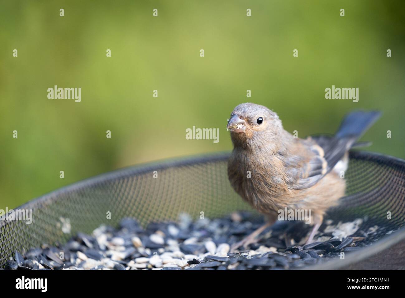 Bullfinch eurasien juvénile (Pyrrhula pyrrhula) sur un plateau d'alimentation de jardin rempli de graines de tournesol noir et de coeurs de tournesol - Yorkshire, Royaume-Uni en septembre Banque D'Images