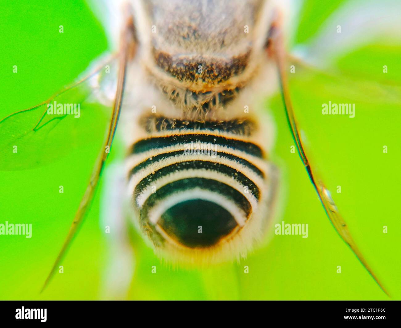 Gros plan sur des motifs bagués dans l'abdomen de l'abeille de miel, assis dans les feuilles et les fleurs Banque D'Images